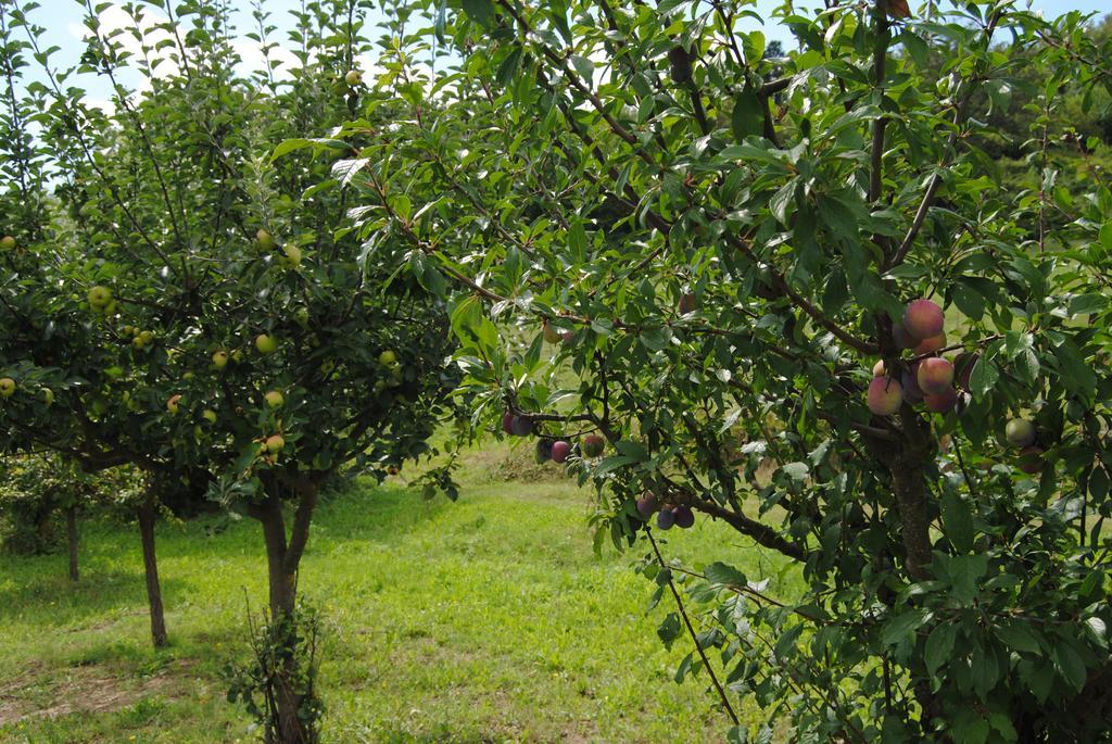 La Chiusuraccia Villa Barberino di Mugello Bagian luar foto